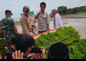 Produksi padi di Banten