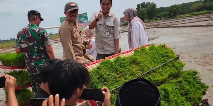 Provinsi Banten Targetkan Produksi Padi sampai 2 Juta Ton pada 2025 1 Produksi padi di Banten