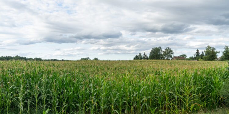 Ilustrasi lahan jagung di Banten