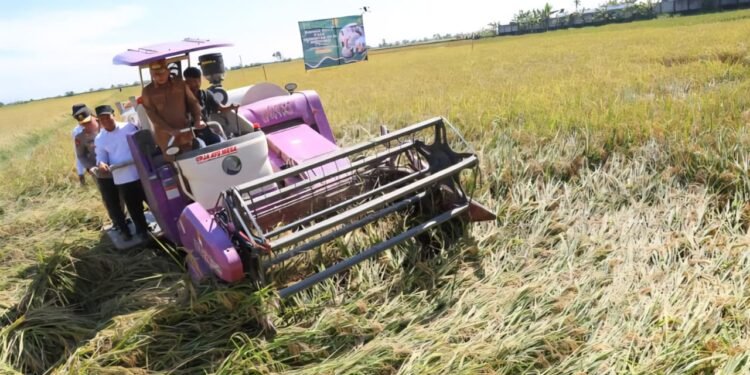 Distan Banten Targetkan Panen Produksi Beras Capai 1,2 Juta Ton 1 beras