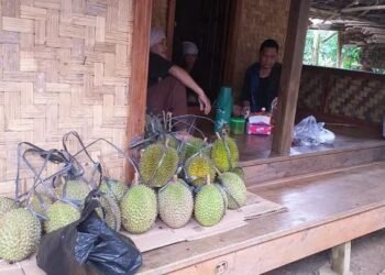 Durian Baduy
