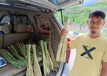 Tebu Telur Serang Jadi Sayuran Lezat Langganan Anggota Dewan Ida Rosida 1 Tebu telur