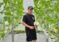 Petani Melon di Waringinkurung