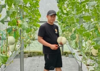 Petani Melon di Waringinkurung