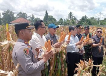 Didatangi Delegasi China, Program Ketahanan Pangan di Kabupaten Serang Jadi Percontohan 10 Program ketahanan pangan