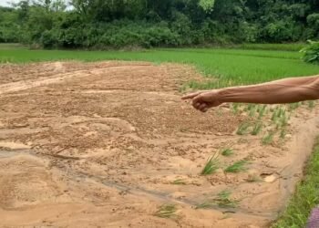 Sawah di Kalanganyar Terendam Lumpur, Petani Lebak Gagal Panen 9 Sawah di kalanganyar