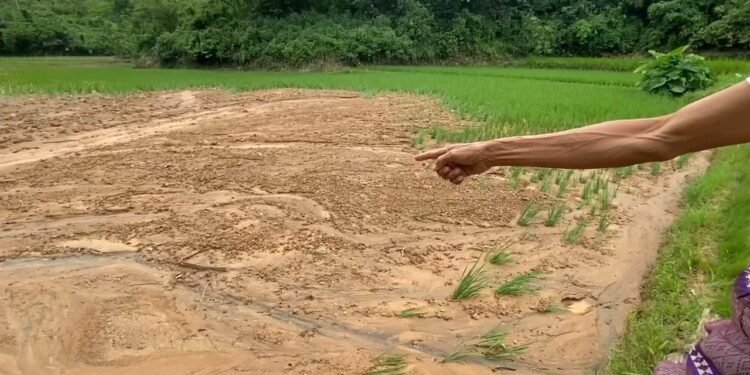 Sawah di kalanganyar