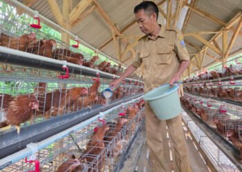 BUMDes Kadugenep Budidaya Ayam Petelur, Siap Suplai Kebutuhan MBG 1 ayam petelur