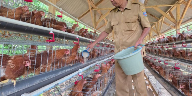 BUMDes Kadugenep Budidaya Ayam Petelur, Siap Suplai Kebutuhan MBG 1 ayam petelur