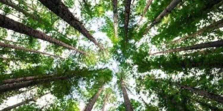 Sejarah Singkat Hari Menanam Pohon Indonesia, Semua Berawal dari Desa Cibadak 1 Hari Menanam Pohon Indonesia