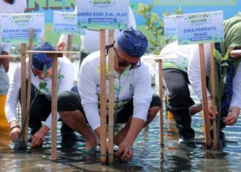 Rawat Pesisir Utara Banten dengan Mangrove, Andra Soni Berharap Sisi Ekonomi Terdongkrak 2 mangrove