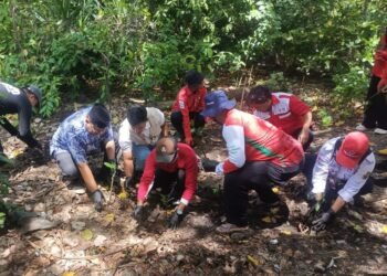 Selamatkan Pesisir Merak, PMI Kota Cilegon Tanam 1.200 Pohon Mangrove di Pulau Merak Besar 2 PMI Kota Cilegon