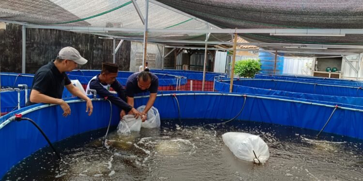 BUMDes Leuwilimus Kabupaten Serang Taget Panen 2 Ton Nila Dengan Sistem Bioflok 1 Kabupaten serang