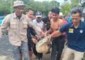 Buaya Sepanjang 2 Meter Ditangkap Warga Muara Cibanua dengan Cara Dipancing 2 buaya