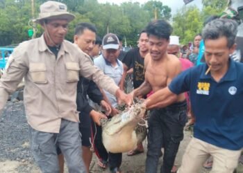 Buaya Sepanjang 2 Meter Ditangkap Warga Muara Cibanua dengan Cara Dipancing 6 buaya