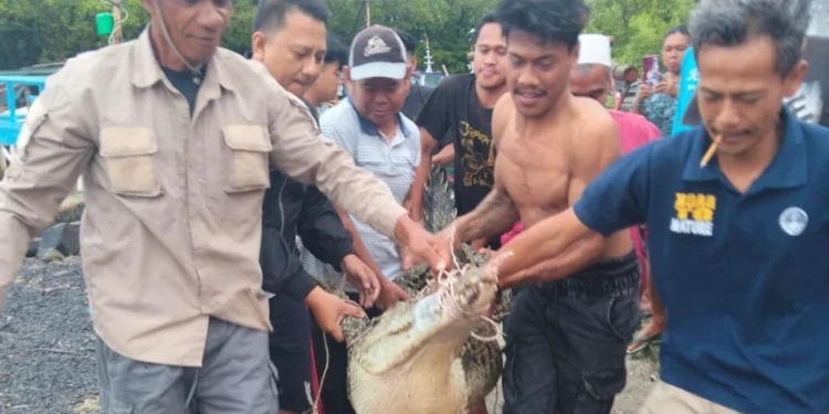 Buaya Sepanjang 2 Meter Ditangkap Warga Muara Cibanua dengan Cara Dipancing 1 buaya