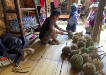 Panen Durian Anjlok, Harga Durian Baduy Melonjak 10 durian