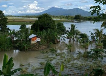 Puluhan Hektare Sawah di Cinangka Terancam Gagal Panen, Petani Bisa Rugi Puluhan Juta 5 Sawah gagal panen