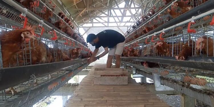 Miliki Empat Unit Usaha, BUMDes Toyomerto Hasilkan 272 Butir Telur Dalam Sehari 1 Bumdes