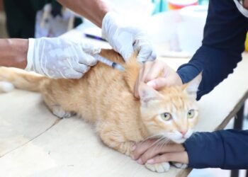 Nol kasus rabies di Banten