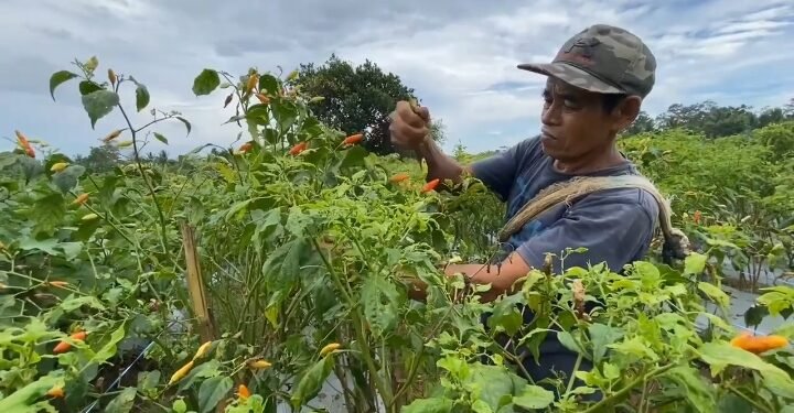 Petani Cabai di Lebak merugi