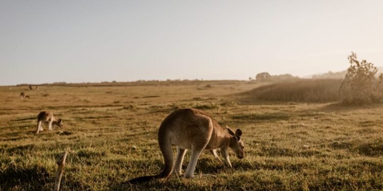Beasiswa Australia Awards