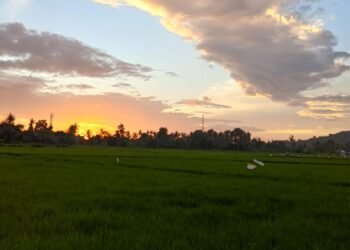 Jumlah Petani di Kota Cilegon Terus Bekurang, Lahan Pertanian Menyusut 9 Kota Cilegon