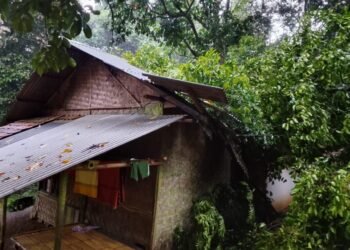 pohon tumbang Pandeglang