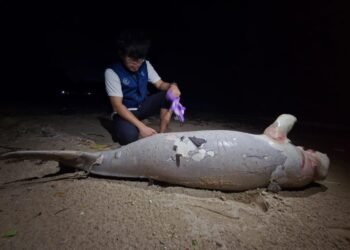 Ikan duyung mati terdampar di Pantai Penyu