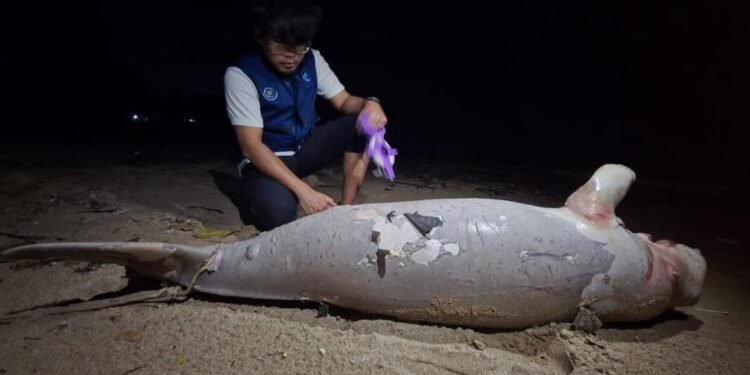 Ikan duyung mati terdampar di Pantai Penyu