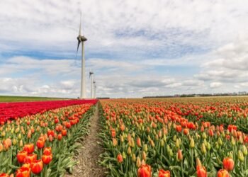 Kuliah Belanda dengan beasiswa VU Amsterdam. (Freepik.com/ wirestock)
