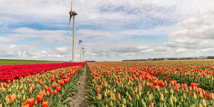 Kuliah Belanda dengan beasiswa VU Amsterdam. (Freepik.com/ wirestock)