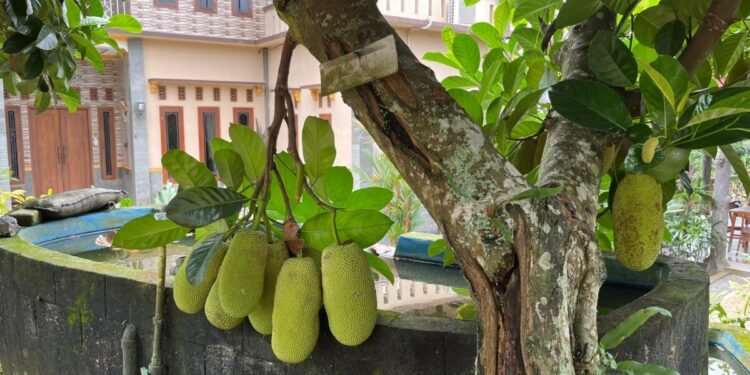 Migo Land Cafe di Curug, Kota Serang, hadirkan wisata petik buah yang cocok untuk anak-anak. (Muhamad Tohir/ Bantenraya.com)