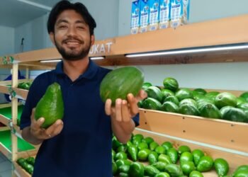 Alpukat Kualitas Super Ukuran Jumbo ada di Oki Alpukat, Harganya Dijamin Paling Murah 6 Oki Alpukat