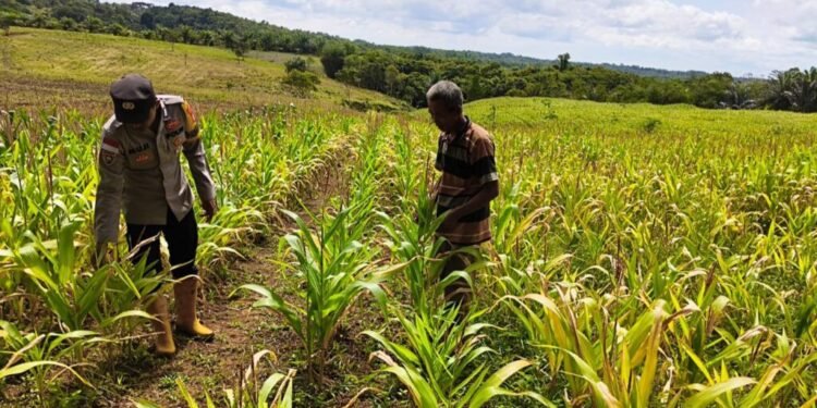 Polsek Cimanggu Rawat Tanaman Jagung Perluasan Area Tanam di Pandeglang 1 Polsek Cimanggu bersama warga melaksanakan kegiatan pemeliharaan tanaman jagung di Kampung Pematang Huni, Desa Cimanggu, Kecamatan Cimanggu, Kabupaten Pandeglang, Senin (23/2).