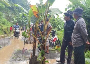 Jalan Karang Bolong, Kelurahan Randakari, Kecamatan Ciwandan, Kota Cilegon yang ditanami pisang pada Minggu, 1 Februari 2026. (Kiriman Warga)