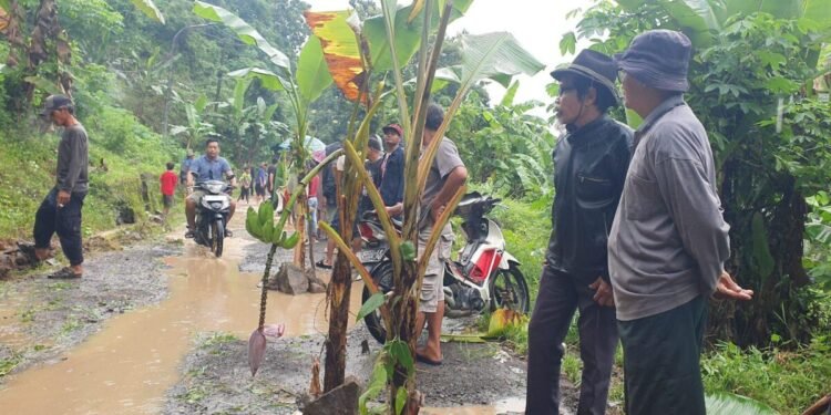 Jalan Karang Bolong, Kelurahan Randakari, Kecamatan Ciwandan, Kota Cilegon yang ditanami pisang pada Minggu, 1 Februari 2026. (Kiriman Warga)