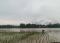 Salah seorang petani sedang mengolah lahan sawah miliknya yang terendampak banjir di salah satu kecamatan di Kabupaten Serang, belum lama ini. (Andika/Bantenraya.com)