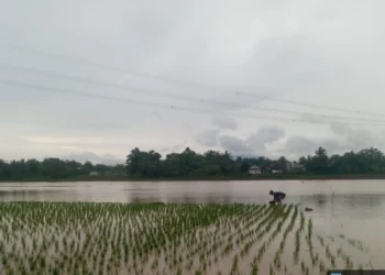 Salah seorang petani sedang mengolah lahan sawah miliknya yang terendampak banjir di salah satu kecamatan di Kabupaten Serang, belum lama ini. (Andika/Bantenraya.com)