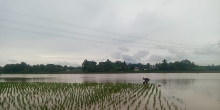 Salah seorang petani sedang mengolah lahan sawah miliknya yang terendampak banjir di salah satu kecamatan di Kabupaten Serang, belum lama ini. (Andika/Bantenraya.com)