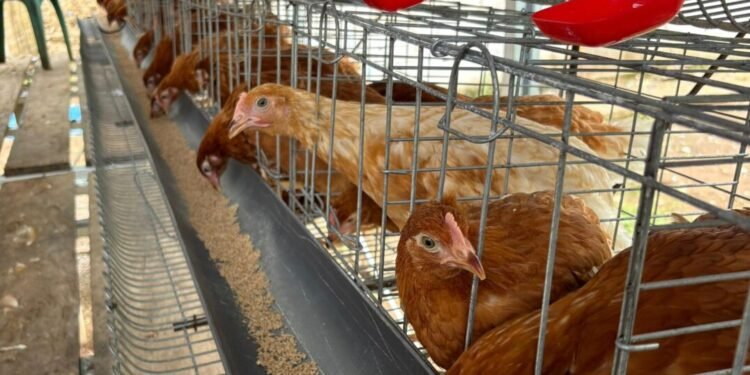 Usaha budidaya ayam petelur milik Bumdes Cibokor Mas, di Kampung Cirukap, Desa Cibarani, Kecamatan Cisata, Kabupaten Pandeglang, Kamis (5/2). (Dok BUMDes Cibokor Mas)