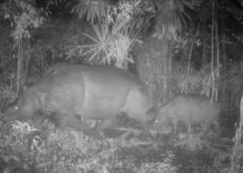 Satu ekor induk Badak Jawa bersama anaknya saat berada di Blok Cigenter, Taman Nasional Ujung Kulon, Kabupaten Pandeglang. (Dok TNUK)