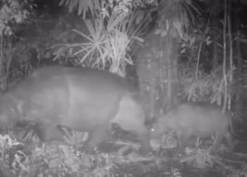 Anak Badak Jawa Ditemukan Lahir di Taman Nasional Ujung Kulon, Habitat Masih Terjaga 1 : Induk dan anak badak jawa yang telah ditemukan melalui rekaman video. Dok: instagram @republikindonesia