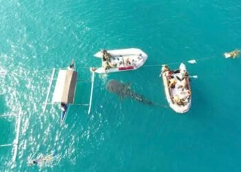 Dapat Lihat Ikan Paus Lebih Dekat, Yuk Kunjungi Desa Botubarani Gorontalo 5 Potret wisatawan yang mengunjungi destinasi wisata Desa Botubarani Gorontalo sambil melihat paus. Dok: Booking Togo