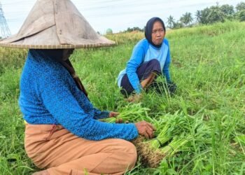 Petani di Desa Pegadingan, Kecamatan Kramatwatu, Kabupaten Serang sedang memanen sayuran jenis kangkung di lahan miliknya, Kamis 26 Februari 2026. (Andika/Bantenraya.com)