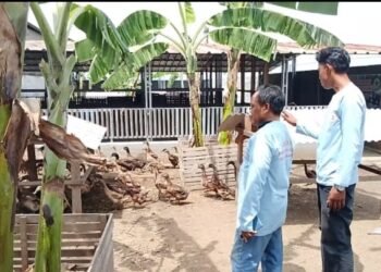 Pemdes Pamengkang Budidaya Ribuan Ekor Bebek Program Ketahanan Pangan Desa 8 Pengurus BUMDes Pemengkang, Kecamatan Kramatwatu sedang memberi pakan bebek yang dibudidayakan sebagai program ketapang, belum lama ini. (Andika/Bantenraya.com)