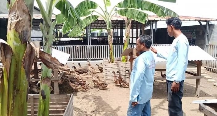 Pengurus BUMDes Pemengkang, Kecamatan Kramatwatu sedang memberi pakan bebek yang dibudidayakan sebagai program ketapang, belum lama ini. (Andika/Bantenraya.com)