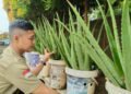 Person In Charge Toko Tanaman Lidah Buaya Kota Serang Ismail Marjuki menunjukkan beberapa pot lidah buaya yang siap untuk dikonsumsi sebagai produk berkhasiat di Jalan Ayip Usman, Unyur, Kota Serang, Selasa 3 Maret 2026. (Raden/Banten Raya)