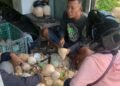 kelapa kopyor